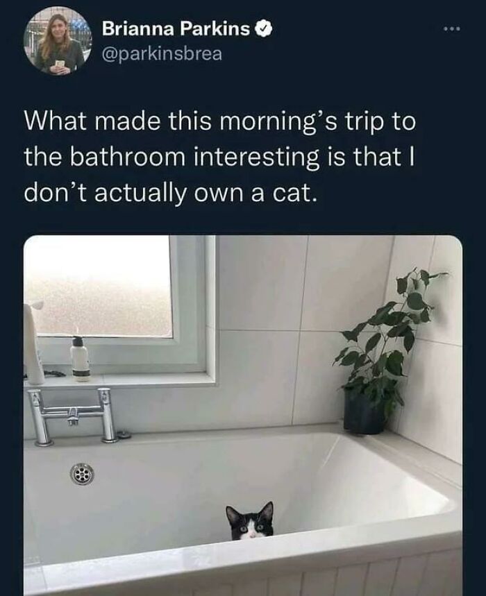 Cat Is Taking The Bath