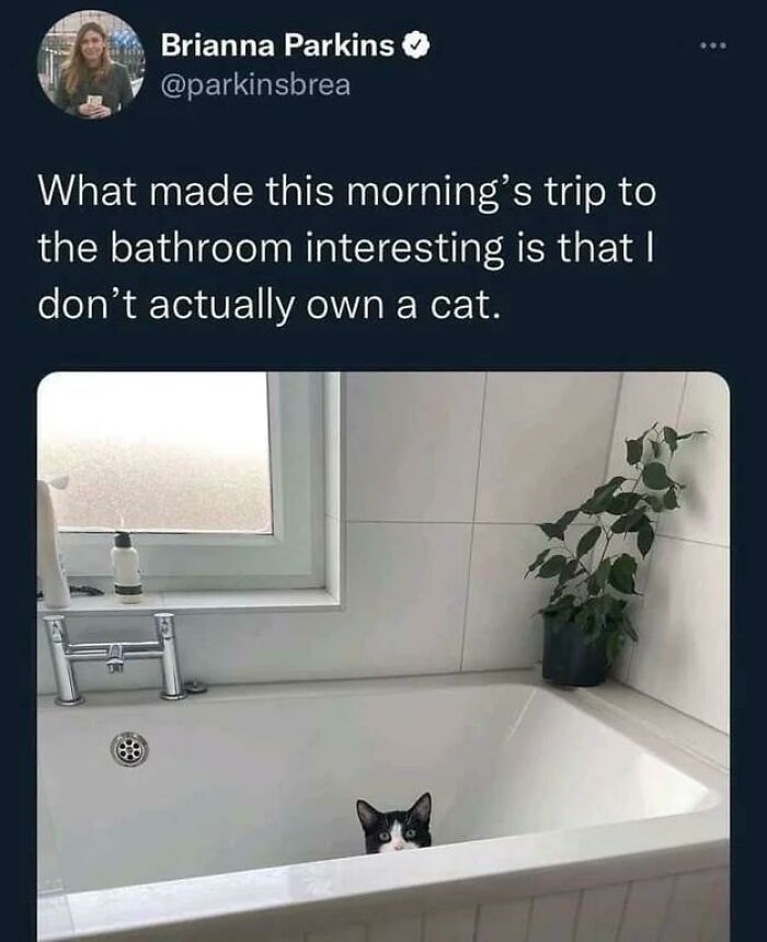 Cat peeking out of a bathtub, creating a humorous surprise for anyone who loves cats.