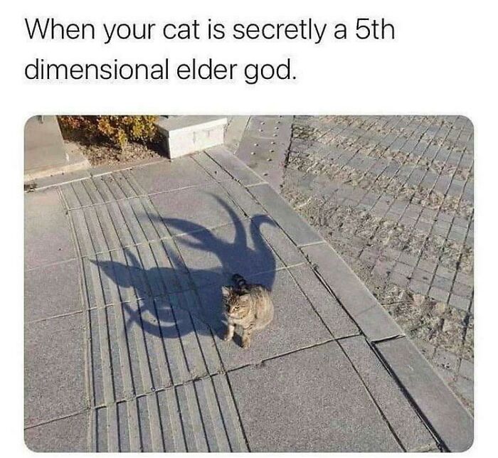 When Your Cat Is An Old God From The Fifth Dimension In Secret