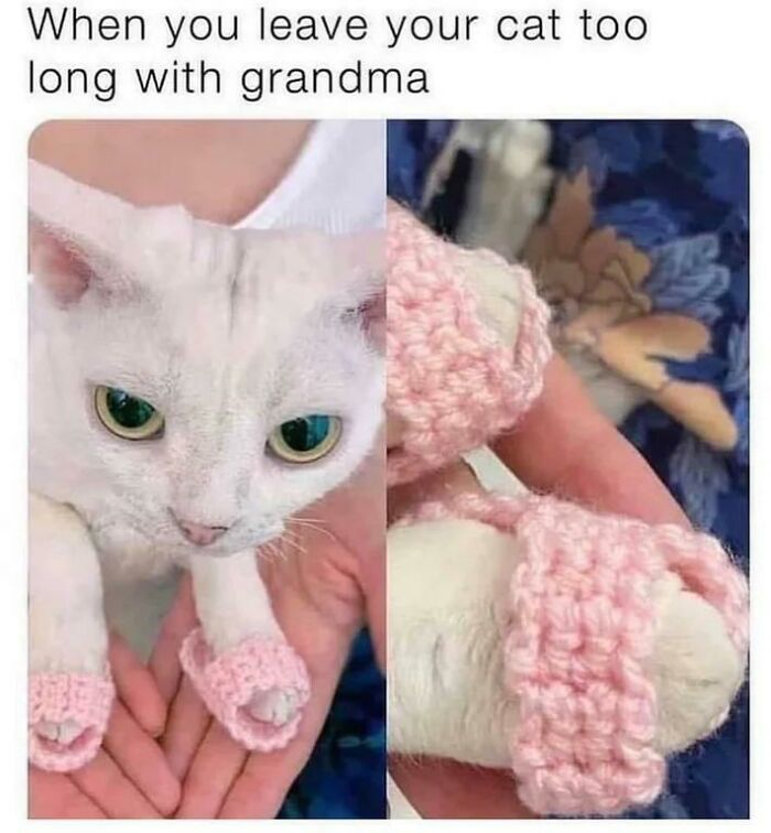 The Cat Slippers We All Need