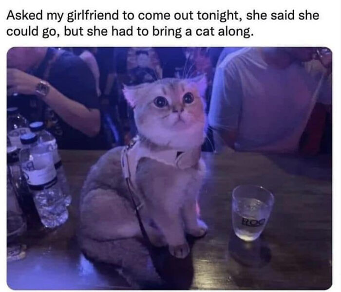 Cute cat sitting on a bar counter, wearing a harness, next to a drink, showcasing funny cat humor.