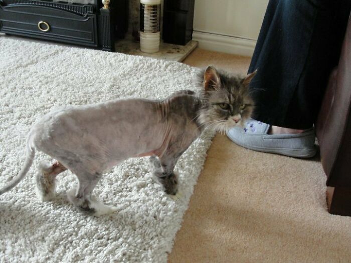So My Mum Took Our Fifteen-Year-Old Cat To The Vet For A Haircut. Normally I Or My Dad Take Her. Poor Bugger