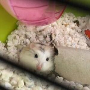 liliana_melicharova avatar