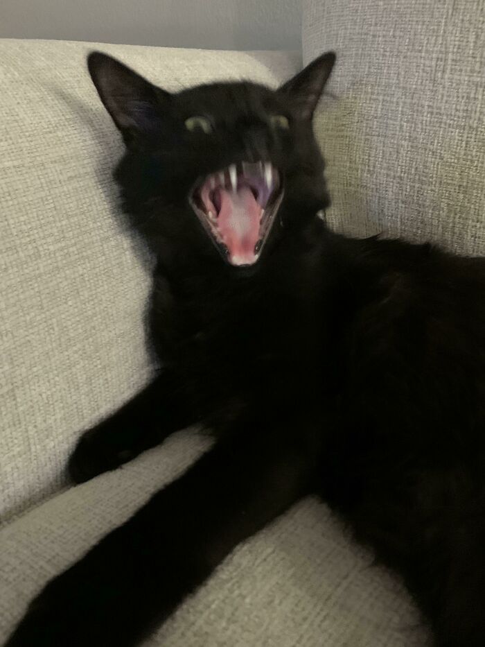 I Learned My Cat Yawns With His Eyes Open Today