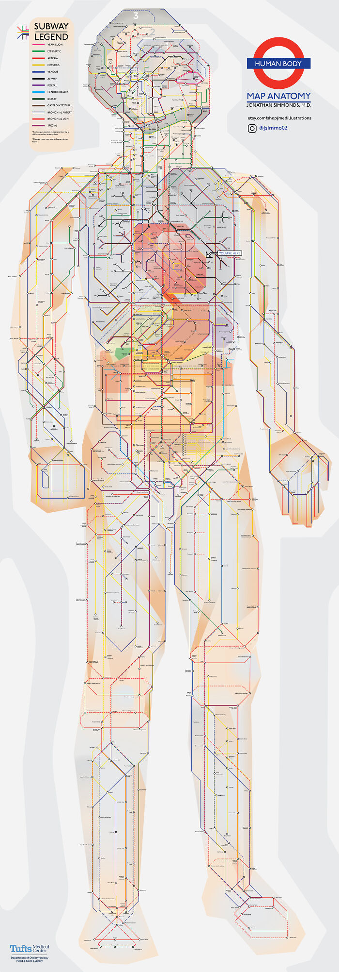 Anatomy Of The Human Body, In The Style Of The London Underground Map