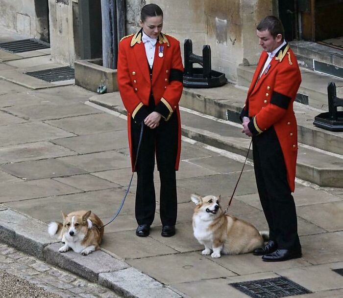 Queen Elizabeth II Corgis Waiting Outside The Procession For Her Coffin To Arrive