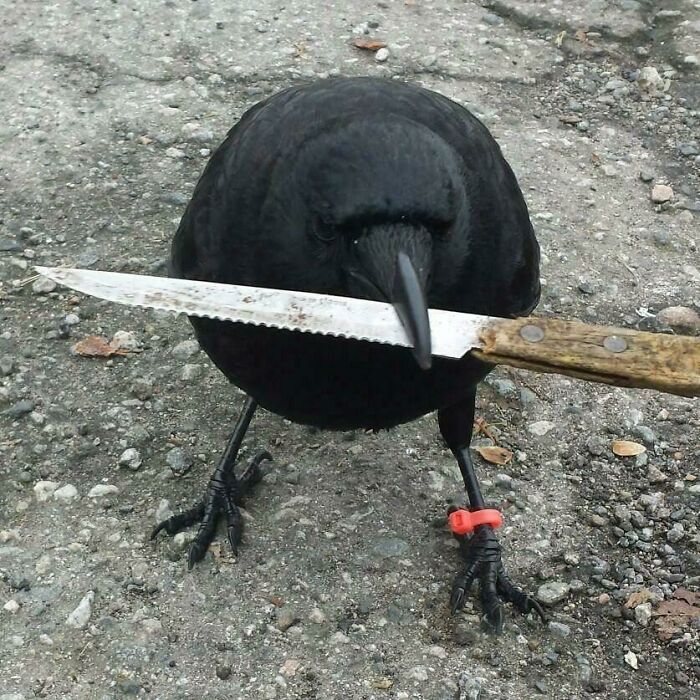 A Pet Crow Holding A Knife In His Mouth
