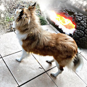 bo-learningdogandcattrainer avatar