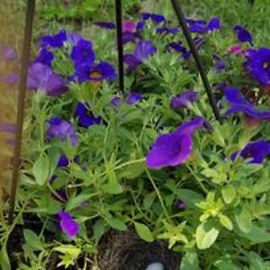 pattyann_mintz avatar