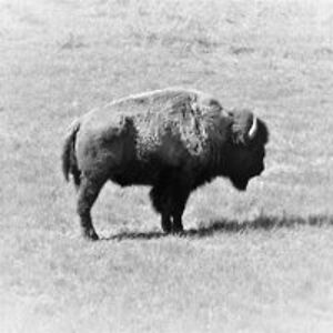 thomas_es_thomas avatar