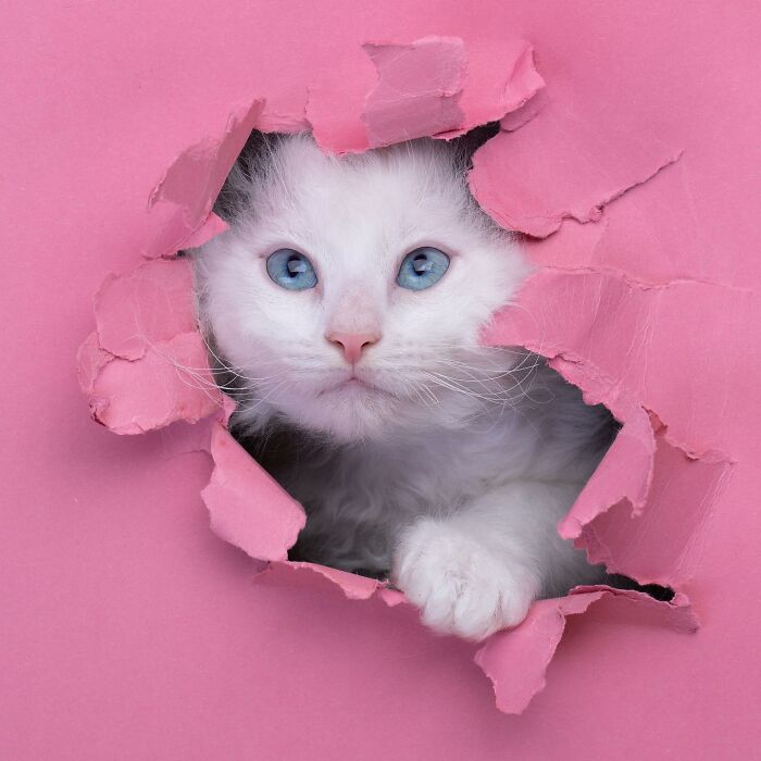 This ‘Catographer’ Takes Funny Pictures Of Cats Crossing Cardboard That Might Make You Laugh (21 Pics)