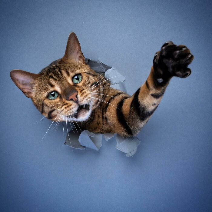 This ‘Catographer’ Takes Funny Pictures Of Cats Crossing Cardboard That Might Make You Laugh (21 Pics)