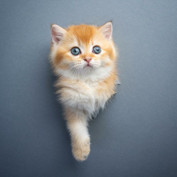 This ‘Catographer’ Takes Funny Pictures Of Cats Crossing Cardboard That Might Make You Laugh (21 Pics)