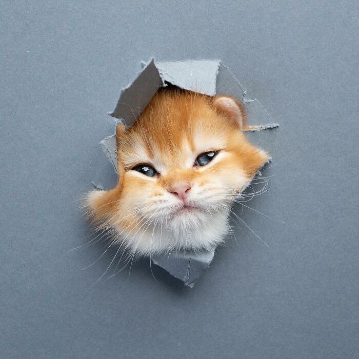 This ‘Catographer’ Takes Funny Pictures Of Cats Crossing Cardboard That Might Make You Laugh (21 Pics)