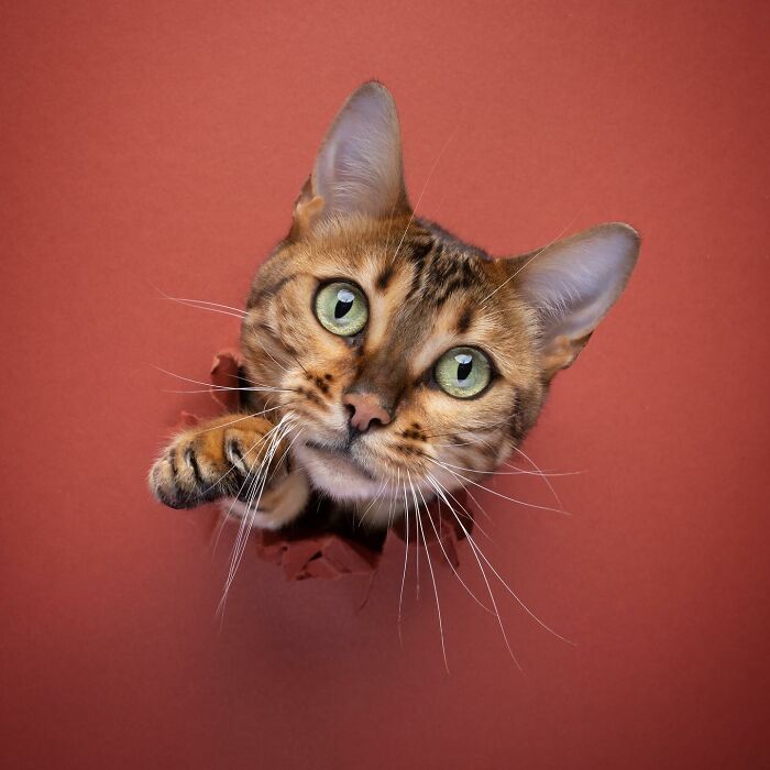 This ‘Catographer’ Takes Funny Pictures Of Cats Crossing Cardboard That Might Make You Laugh (21 Pics)