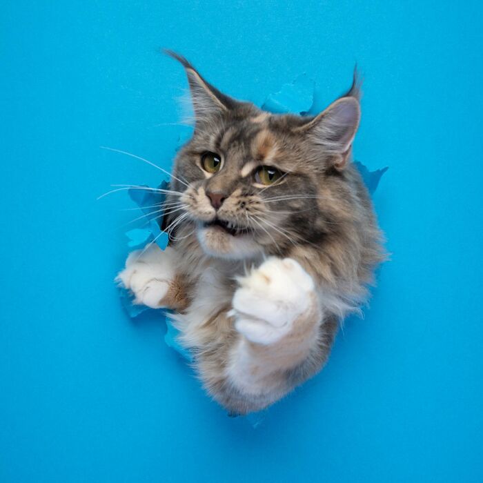 This ‘Catographer’ Takes Funny Pictures Of Cats Crossing Cardboard That Might Make You Laugh (21 Pics)