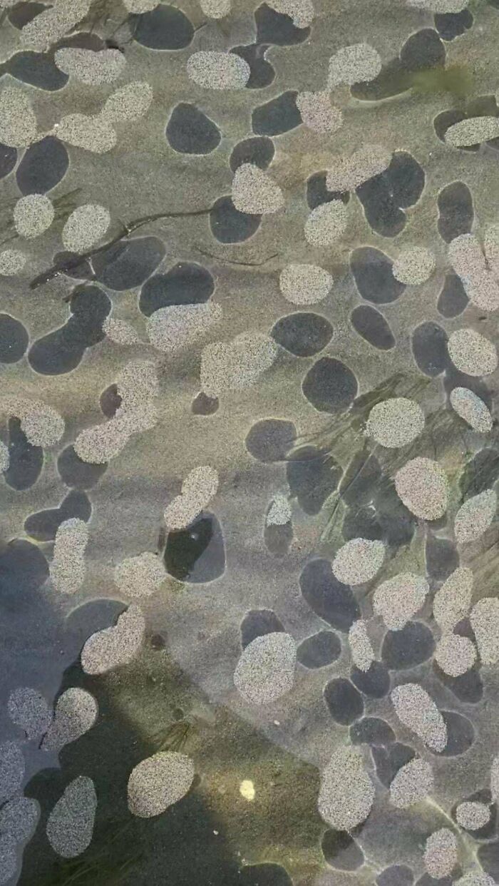 Patches Of Sand Floating On Top Of Water Near Shoreline, Each Patch Around 4-10cm In Diameter