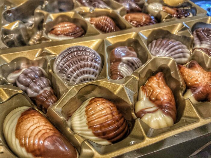Having Belgium Chocolate Seashells