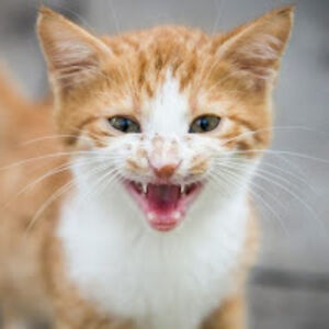 milothackwell avatar