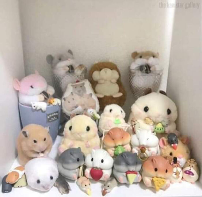 Find The Real Hamster!