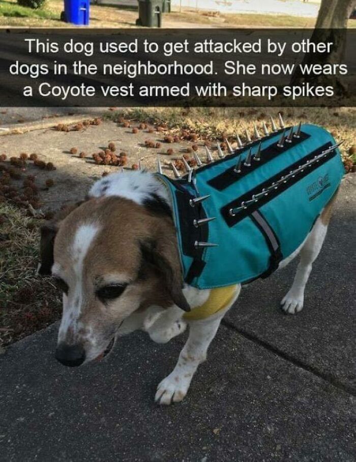 Battle Dog - +50 Armor Value, Applies 15 Bleed/Second When Attacked, +20 Intimidation, +10 Style