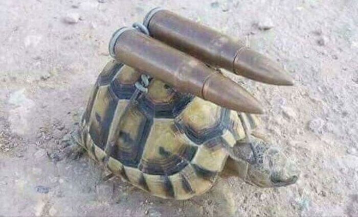 Ammunition Tortoise Familiar +50 Ammo Capacity