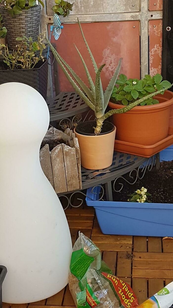 Spot The Eyes Of My Creature