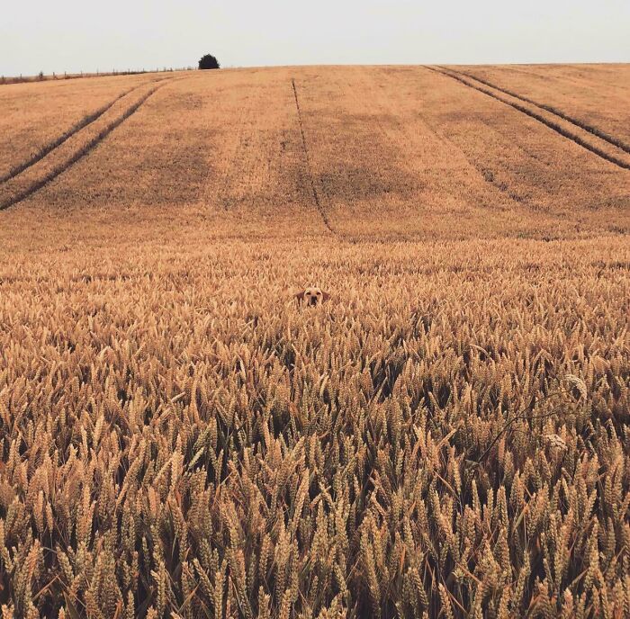 There Is Nothing But Wheat In This Pic. Definitely No Dogs