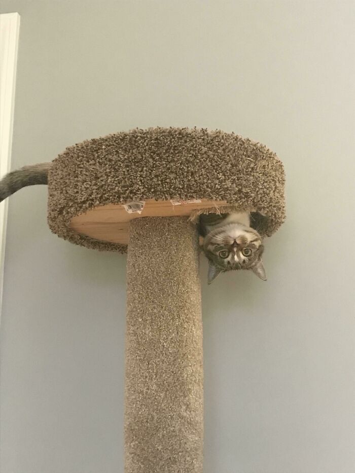 This Picture Of My Kitten In His Cat Tree Always Makes Me Laugh