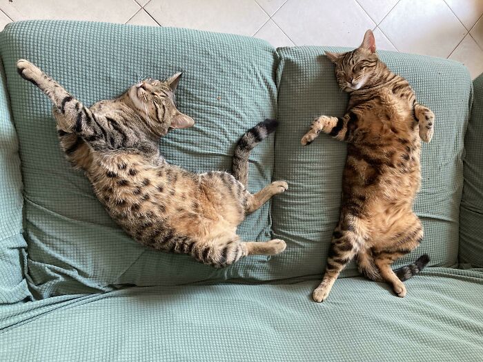 My Cats Like To Sleep In Very Odd Positions