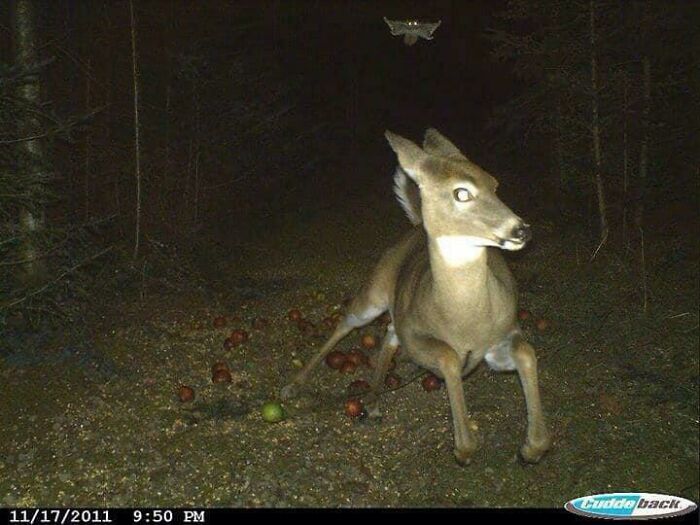 🔥 Deer Running From A Flying Squirrel As Caught On A Trail Camera
