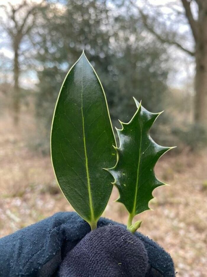 🔥 If Holly (Ilex Aquifolium) Finds Its Leaves Are Being Nibbled By Deer, It Switches Genes On To Make Them Spiky When They Regrow. So On Taller Holly Trees, The Upper Leaves (Which Are Out Of Reach) Have Smooth Edges, While The Lower Leaves Are Prickly