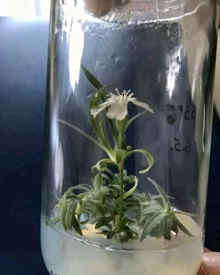 🔥 Scientists Have Revived A Plant From The Pleistocene Epoch. This Plant Is 32 Thousand Years Old! The Oldest Plant Ever Regenerated Has Been Grown From 32,000-Year-Old Seeds, Beating The Previous Record By Some 30,000 Years