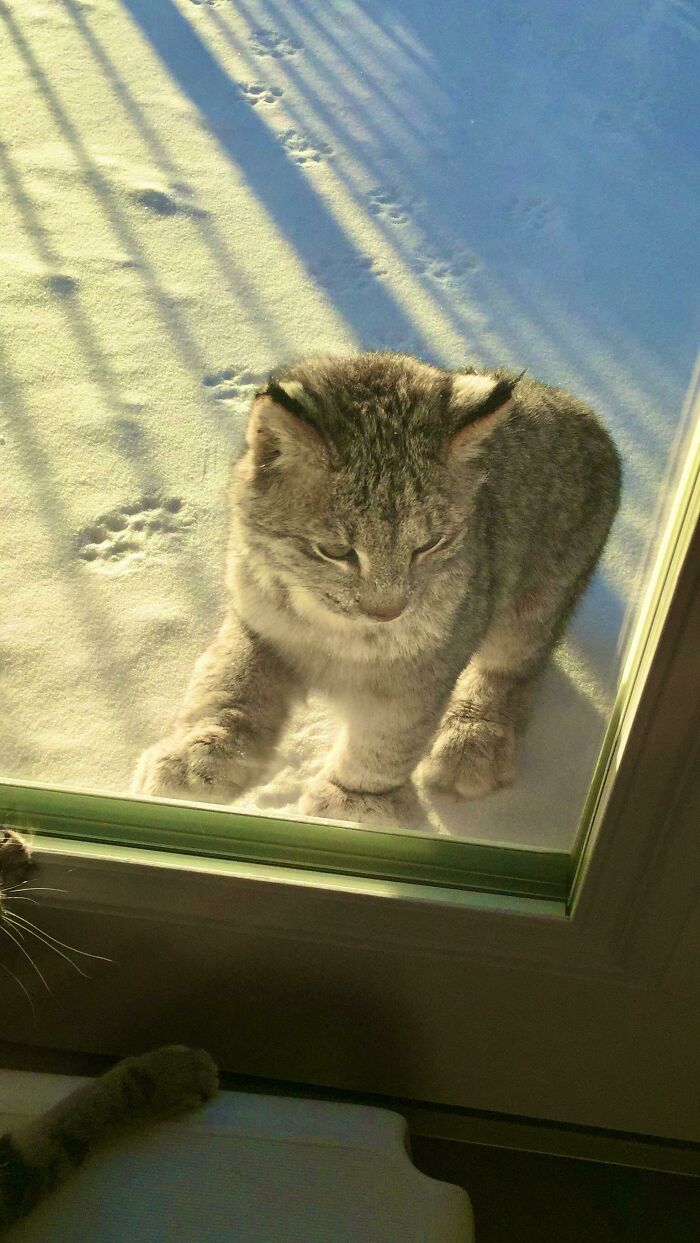 🔥a Cute Baby Lynx Stopped By For A Visit🔥
