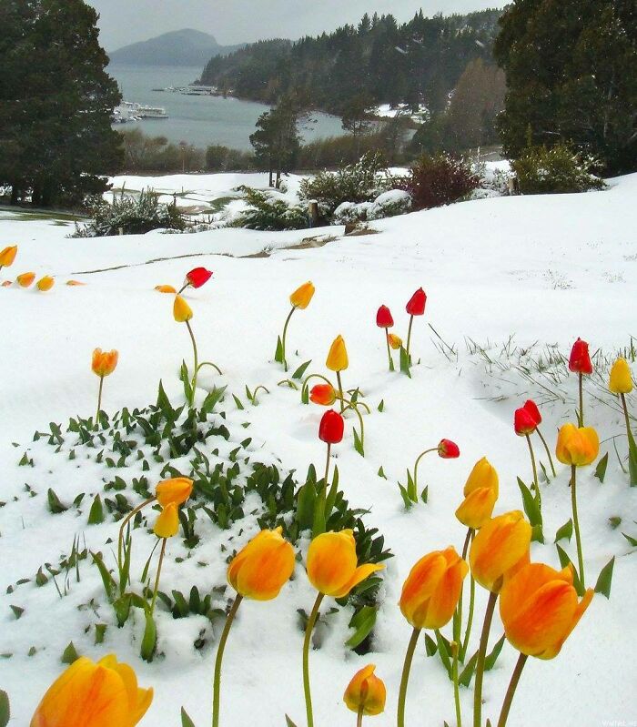 🔥 Tulips In Snow 🙂