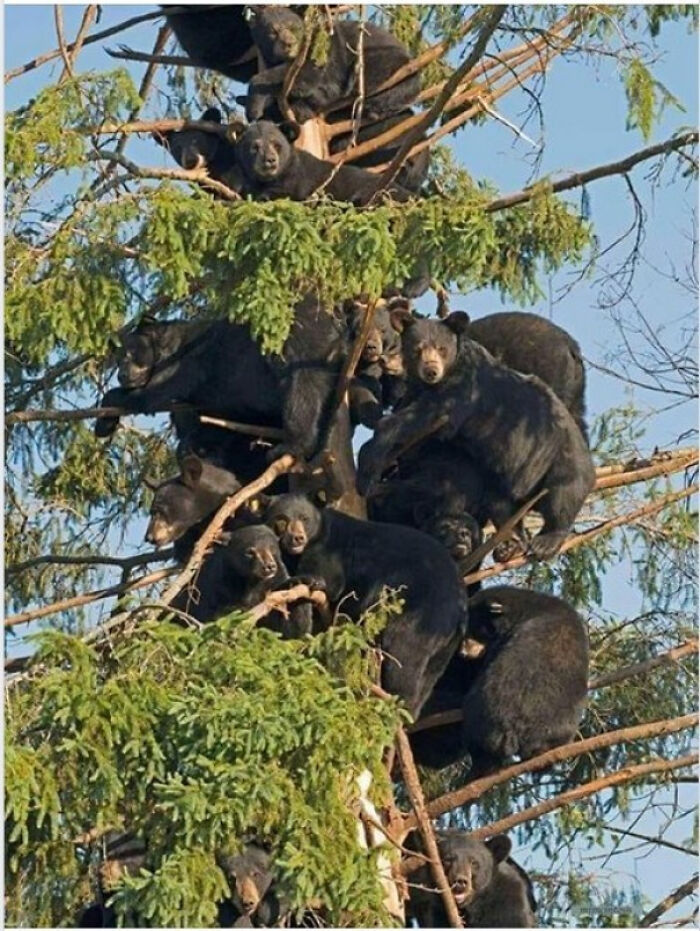 🔥 Tree Full Of Black Bears