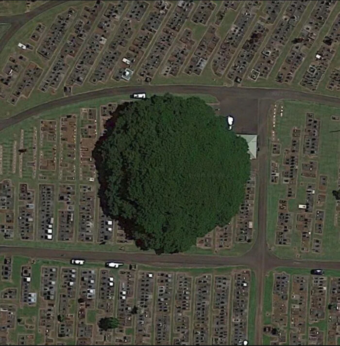 🔥 Satellite Image Monkey Pod Tree View From Alae Cemetery In Hawaii