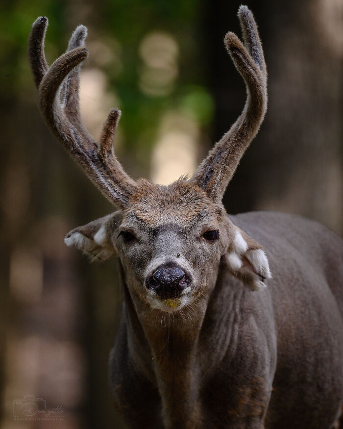 🔥 A Very, Very Old Buck I Photographed