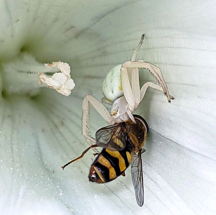 Araña disfrazada de flor atacando a una mosca que se disfraza de avispa