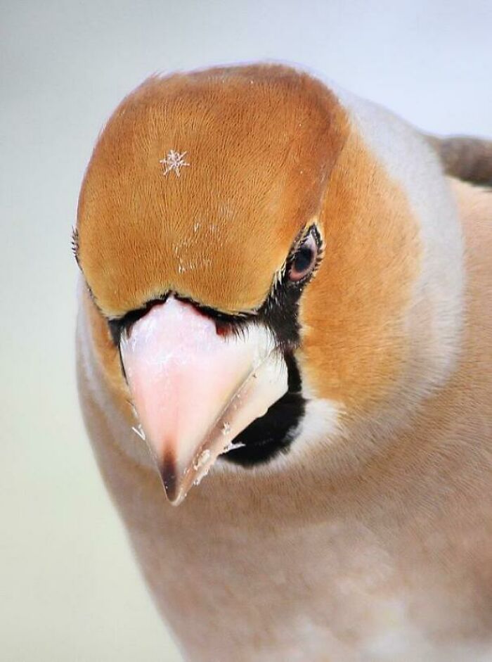 🔥hawfinch With Snowflake On Its Head - Shot That I Took In Backyard