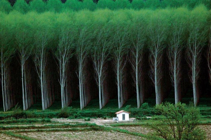 ...the Way These Trees Line Up