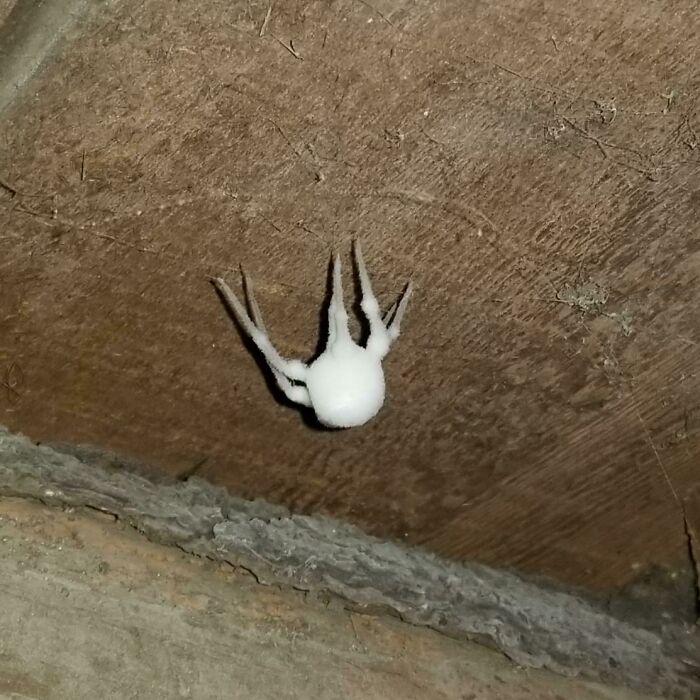 A "Zombie Spider" - Spider Covered In Fungus, Half-Dead, Half-Alive Which Can Crawl Around. Found In My Basement