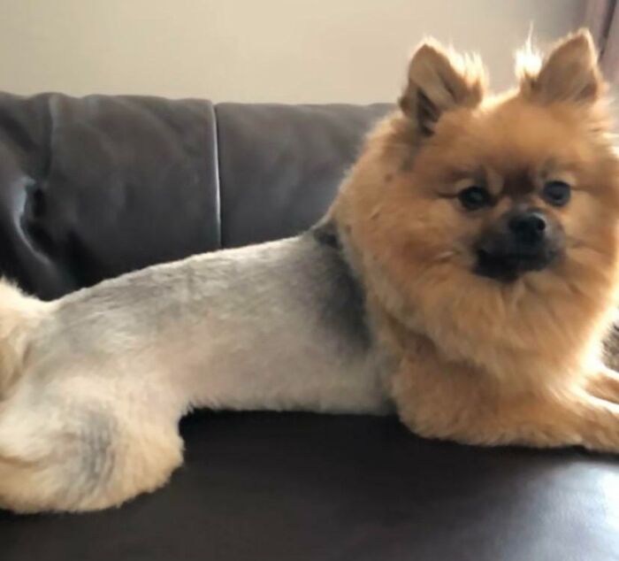 Took My Little Dog To The Groomers For A Trim, Now She Looks Like Half A Chicken