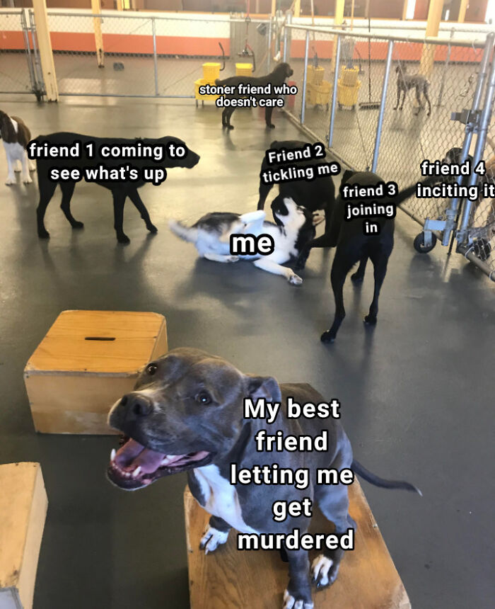 dogs playing in a doggie daycare meme
