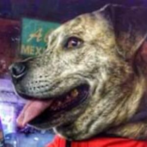 justinbelshe_1 avatar