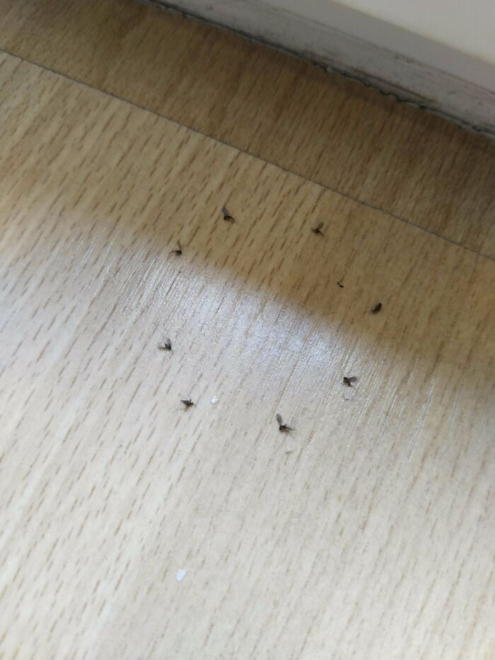 Found Flies Dead Making A Circle Near My Window. I Dont Use Traps, Bug Sprays Etc. There Was No Pesting Either. What Could Be Causing This?
