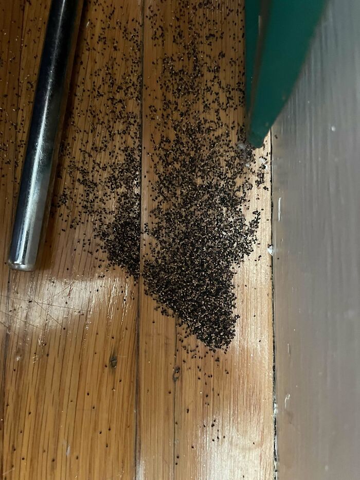 Little Piles Of Dirt Appear About Our House For No Apparent Reason