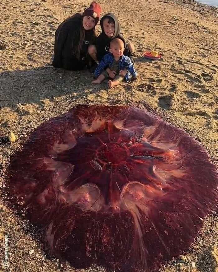 A Family Took A Photo Of A Massive, Purple Jellyfish Washed Up On An Island In Maine Over The Weekend