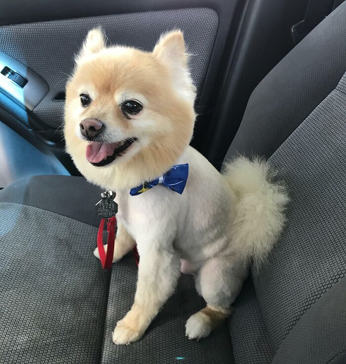 Our Pomeranian Recently Got Her Haircut. The Groomer Didn’t Do So Great, And Now She Looks Hilariously Adorable