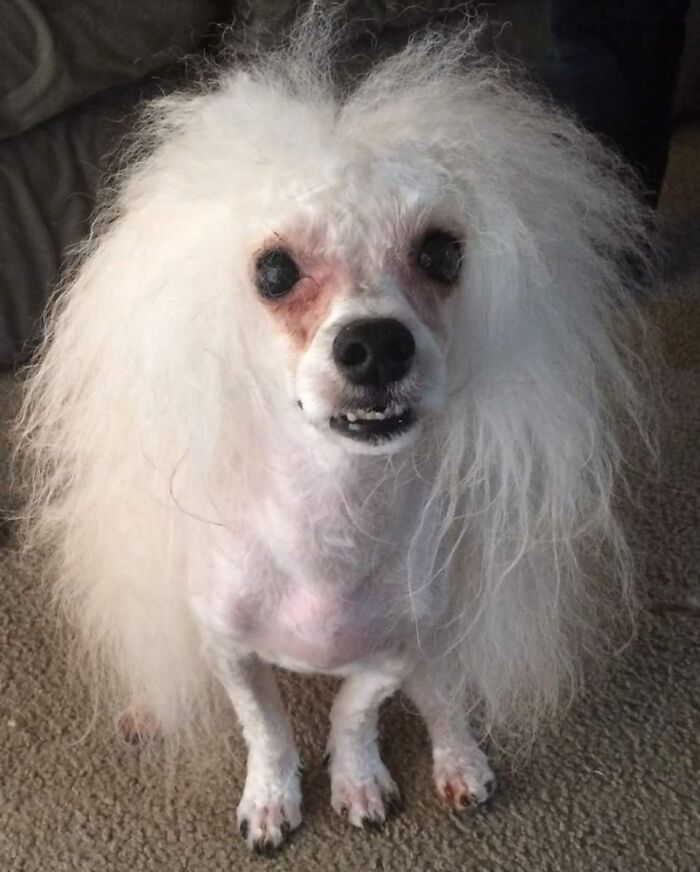Wife's Cousin Took Her Dog To The Groomer. Asked Them To Leave As Much Hair As Possible